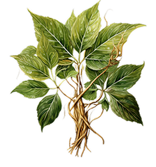 American Ginseng