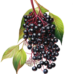 Elderberry