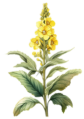 Mullein